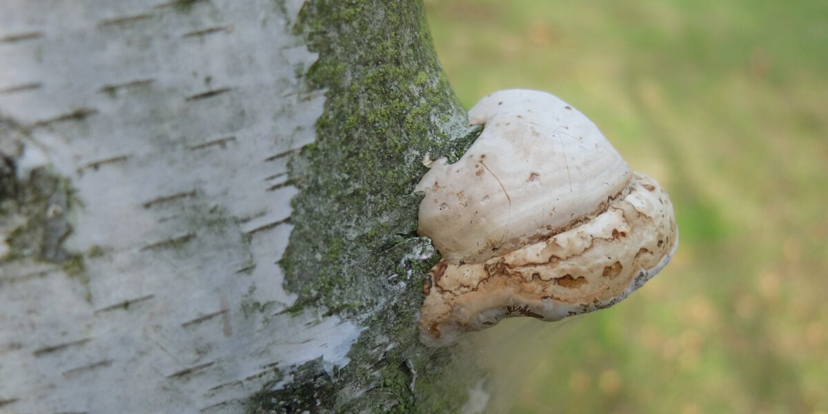 Birkenporling an einem Baum